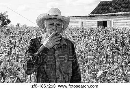Tobacco farmer picking tobacco in field in front of shed in Pinar del Rio Province in rural Cuba View Large Photo Image Stock Image - Tobacco farmer picking tobacco in field in front of shed in Pinar del Rio Province in rural Cuba. Fotosearch