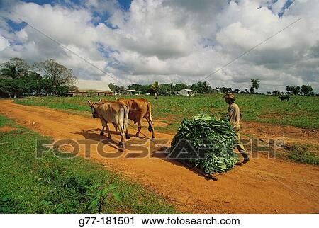 Stock Image - Tobaco harvest. Cuba. Fotosearch