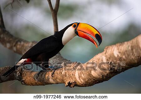 Toco toucan (Ramphastos toco), Pantanal, Brazil. View Large Photo Image Stock Photograph - Toco toucan (Ramphastos toco), Pantanal, Brazil.. Fotosearch