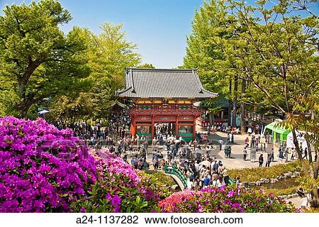 Tokyo City-Nezu Shrine-Azaleas Festival. View Large Photo Image Stock Image - Tokyo City-Nezu Shrine-Azaleas Festival.. Fotosearch