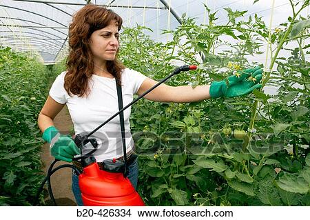 Picture - Tomato flower pollination with sprayer. Greenhouse. Agricultural production.. Fotosearch