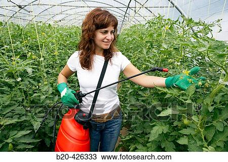 Tomato flower pollination with sprayer. Greenhouse. Agricultural production. View Large Photo Image Stock Image - Tomato flower pollination with sprayer. Greenhouse. Agricultural production.. Fotosearch