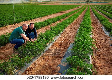 Tomato growing fields, Agricultural investigation and research, Agricultural fields, High Ribera, Arga-Aragon Ribera, Navarre, Spain View Large Photo Image Stock Image - Tomato growing fields, Agricultural investigation and research, Agricultural fields, High Ribera, Arga-Aragon Ribera, Navarre, Spain. Fotosearch