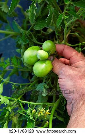 Tomato growing fields, Agricultural fields, High Ribera, Arga-Aragon Ribera, Navarre, Spain View Large Photo Image Stock Photo - Tomato growing fields, Agricultural fields, High Ribera, Arga-Aragon Ribera, Navarre, Spain. Fotosearch
