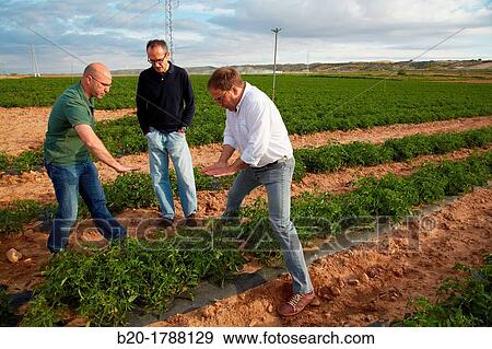 Tomato growing fields, Agricultural investigation and research, Agricultural fields, High Ribera, Arga-Aragon Ribera, Navarre, Spain View Large Photo Image Stock Photo - Tomato growing fields, Agricultural investigation and research, Agricultural fields, High Ribera, Arga-Aragon Ribera, Navarre, Spain. Fotosearch