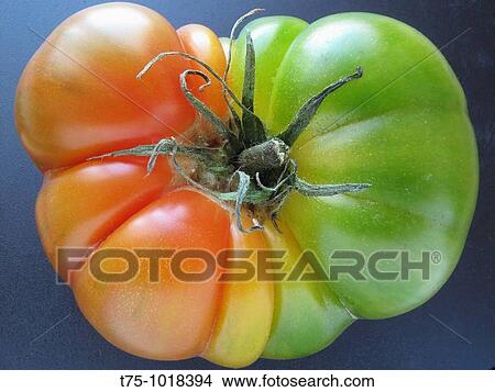 Tomato View Large Photo Image Picture - Tomato. Fotosearch