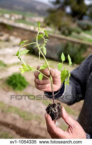 Tomato plant View Large Photo Image Stock Photography - Tomato plant. Fotosearch