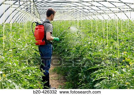Tomato plant treatment with sprayer (insecticides, pesticides). Greenhouse. Agricultural production. View Large Photo Image Stock Image - Tomato plant treatment with sprayer (insecticides, pesticides). Greenhouse. Agricultural production.. Fotosearch
