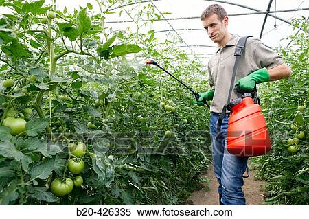 Tomato plant treatment with sprayer (insecticides, pesticides). Greenhouse. Agricultural production. View Large Photo Image Stock Photography - Tomato plant treatment with sprayer (insecticides, pesticides). Greenhouse. Agricultural production.. Fotosearch