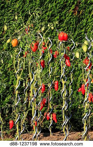 Tomato plants Solanum lycopersicum Order: Solanales Family: Solanaceae. View Large Photo Image Stock Photo - Tomato plants Solanum lycopersicum Order: Solanales Family: Solanaceae.. Fotosearch