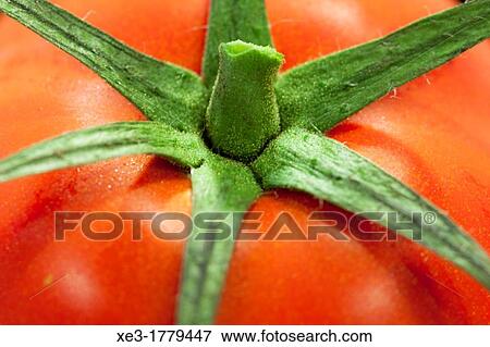 Tomato View Large Photo Image Stock Photo - Tomato. Fotosearch