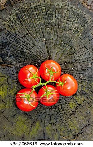Tomatoes at a trunk. View Large Photo Image Stock Photograph - Tomatoes at a trunk.. Fotosearch