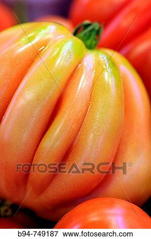 Tomatoes at La Boqueria market, Barcelona. Catalonia, Spain View Large Photo Image Stock Photo - Tomatoes at La Boqueria market, Barcelona. Catalonia, Spain. Fotosearch