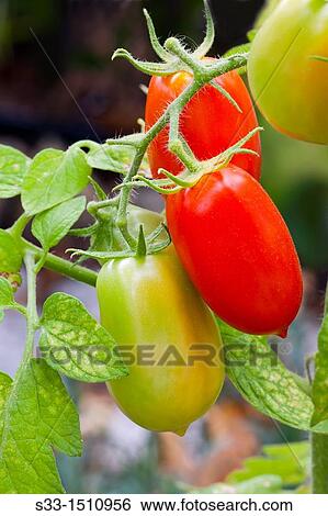 Tomatoes Cadalso de los Vidrios Madrid Spain View Large Photo Image Stock Photograph - Tomatoes Cadalso de los Vidrios Madrid Spain. Fotosearch