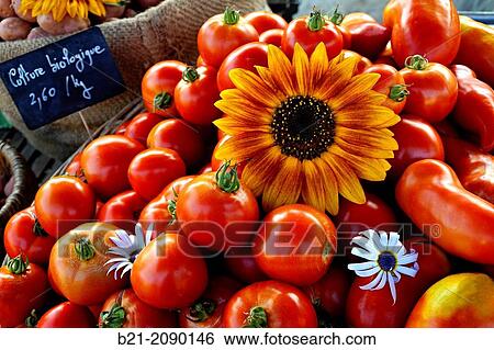 Tomatoes from a Bio farm on the market at Thenon, Dordogne, Aquitaine, France View Large Photo Image Stock Photograph - Tomatoes from a Bio farm on the market at Thenon, Dordogne, Aquitaine, France. Fotosearch