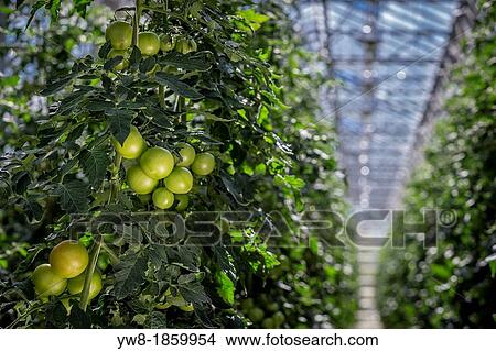 Tomatoes growing in greenhouse, Iceland Greenhouses are heated with geothermal energy keeping the cost of energy affordable and clean View Large Photo Image Picture - Tomatoes growing in greenhouse, Iceland Greenhouses are heated with geothermal energy keeping the cost of energy affordable and clean. Fotosearch