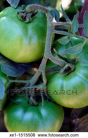 Tomatoes growing on vine View Large Photo Image Stock Photo - Tomatoes growing on vine. Fotosearch
