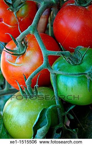 Tomatoes growing on vine View Large Photo Image Stock Photograph - Tomatoes growing on vine. Fotosearch