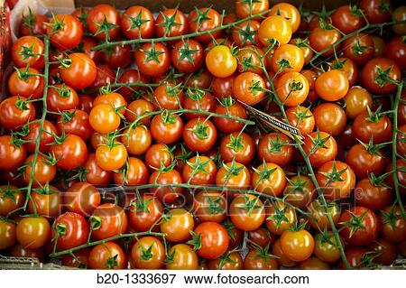 Tomatoes, Mercabilbao fruits and vegetables wholesale market, Basauri, Bilbao, Bizkaia, Euskadi, Spain View Large Photo Image Stock Photo - Tomatoes, Mercabilbao fruits and vegetables wholesale market, Basauri, Bilbao, Bizkaia, Euskadi, Spain. Fotosearch
