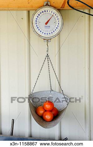 Tomatoes on scale View Large Photo Image Stock Photo - Tomatoes on scale. Fotosearch
