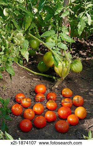 Tomatoes, organically grown Scientific name: Solanum lycopersicum View Large Photo Image Stock Photo - Tomatoes, organically grown Scientific name: Solanum lycopersicum. Fotosearch