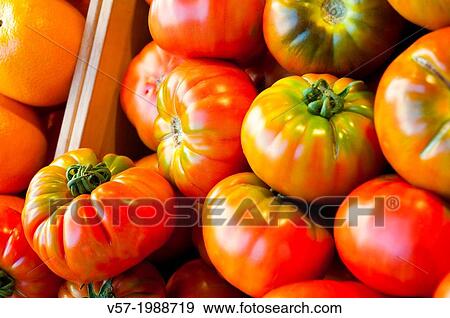 Tomatoes. View Large Photo Image Stock Photo - Tomatoes.. Fotosearch