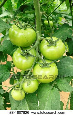 Stock Photograph - Tomatoes. Fotosearch
