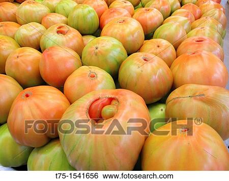 Tomatoes View Large Photo Image Stock Photograph - Tomatoes. Fotosearch