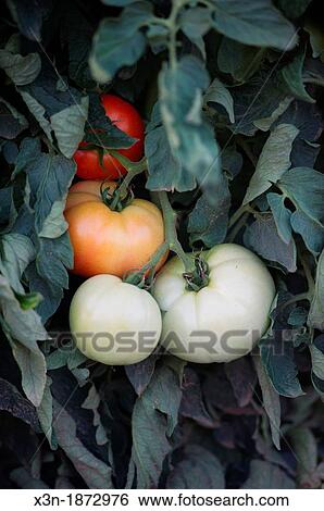 Tomatoes View Large Photo Image Stock Photograph - Tomatoes. Fotosearch