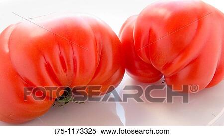 Tomatoes View Large Photo Image Stock Photography - Tomatoes. Fotosearch