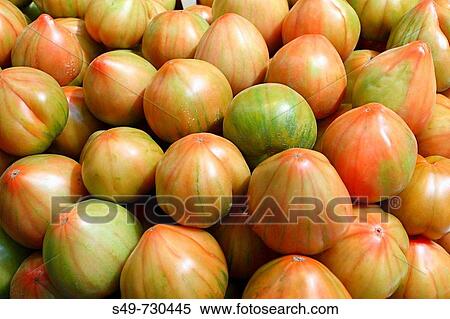 Tomatoes, Valencia. Comunidad Valenciana, Spain View Large Photo Image Stock Photography - Tomatoes, Valencia. Comunidad Valenciana, Spain. Fotosearch