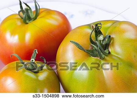Stock Photo - Tomatos in Cadalso de los Vidrios Madrid Spain. Fotosearch