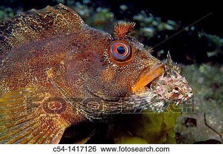 Tompot Blenny (Parablennius gattorugine) devouring Long-spined Bullhead (Taurulus bubalis), Eastern Atlantic, Galicia, Spain View Large Photo Image Stock Photograph - Tompot Blenny (Parablennius gattorugine) devouring Long-spined Bullhead (Taurulus bubalis), Eastern Atlantic, Galicia, Spain. Fotosearch