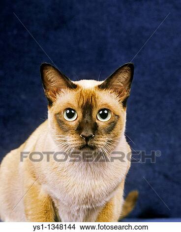 Picture - TONKINESE DOMESTIC CAT, PORTRAIT OF ADULT. Fotosearch