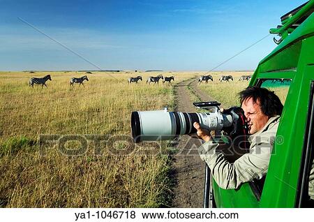 Tony Crocetta a professional french wildlife photographer shooting with tele lens zebras. Kenya Masai Mara NP View Large Photo Image Stock Photo - Tony Crocetta a professional french wildlife photographer shooting with tele lens zebras. Kenya Masai Mara NP. Fotosearch