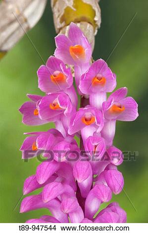 Picture - Toothbrush Orchid (Dendrobium Secumdum) in Bloom. Fotosearch
