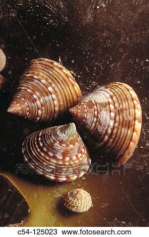Top shell (Calliostoma zizyphinum). Ria of Vigo, Pontevedra province, Galicia, Spain View Large Photo Image Stock Image - Top shell (Calliostoma zizyphinum). Ria of Vigo, Pontevedra province, Galicia, Spain. Fotosearch