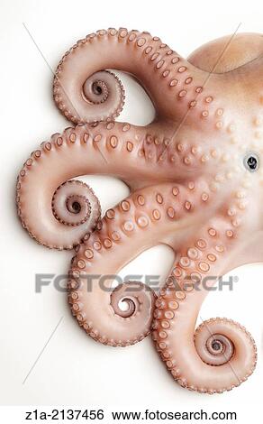 Top view of an octopus on white background. View Large Photo Image Stock Photograph - Top view of an octopus on white background.. Fotosearch