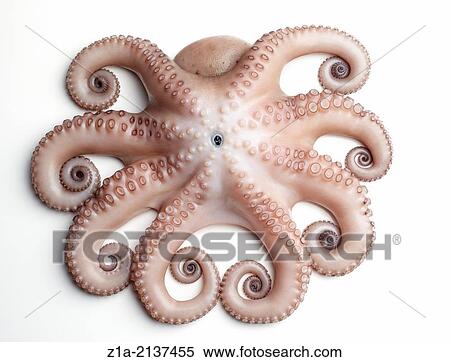 Top view of an octopus on white background. View Large Photo Image Stock Photography - Top view of an octopus on white background.. Fotosearch
