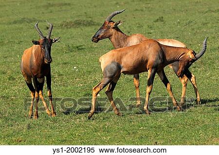 Topi, damaliscus korrigum, Males fighting, Masai Mara Park in Kenya. View Large Photo Image Stock Photography - Topi, damaliscus korrigum, Males fighting, Masai Mara Park in Kenya.. Fotosearch