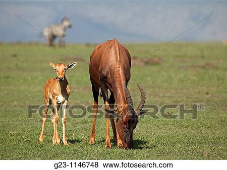Topi Family View Large Photo Image Stock Photo - Topi Family. Fotosearch