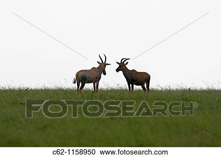 Topi males in confrontation (Damaliscus lunatus), Maasai Mara National Reserve, Kenya View Large Photo Image Stock Image - Topi males in confrontation (Damaliscus lunatus), Maasai Mara National Reserve, Kenya. Fotosearch