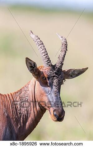 Topi oder Leierantilope Damaliscus lunatus topi in der Masai Mara in Kenia Afrika, Oastafrika, Kenia, Masai Mara, Dezember View Large Photo Image Stock Photograph - Topi oder Leierantilope Damaliscus lunatus topi in der Masai Mara in Kenia Afrika, Oastafrika, Kenia, Masai Mara, Dezember. Fotosearch