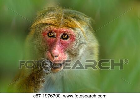 Stock Image - Toque Macaque Macaca sinica sinica female portrait.. Fotosearch