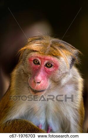 Toque Macaque Macaca sinica sinica female portrait. View Large Photo Image Stock Image - Toque Macaque Macaca sinica sinica female portrait.. Fotosearch