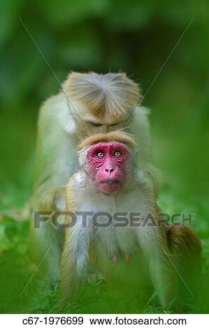 Stock Photo - Toque Macaque Macaca sinica sinica female being groomed by male.. Fotosearch
