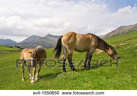 Stock Image - Tor Valley is located at the L? Alt Pirineu Nature Park Lleida Catalonia, Spain. Fotosearch