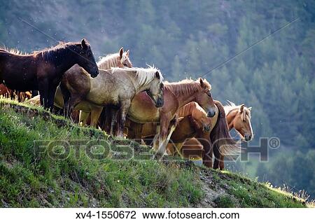Tor Valley is located at the L? Alt Pirineu Nature Park Lleida Catalonia, Spain View Large Photo Image Stock Image - Tor Valley is located at the L? Alt Pirineu Nature Park Lleida Catalonia, Spain. Fotosearch