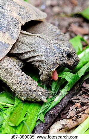 Tortoise Eating a Leaf View Large Photo Image Stock Photography - Tortoise Eating a Leaf. Fotosearch