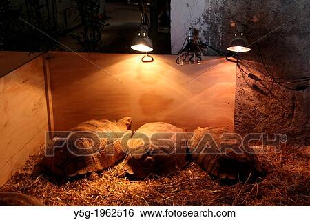 Stock Photograph - tortoises at Garden Show event at La Storta near Rome Italy.. Fotosearch